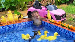 Baby Monkey BuBu drives ducklings to the pool and eats fruit