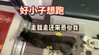 狸花猫离家出去后还勾搭宠物猫一块跑