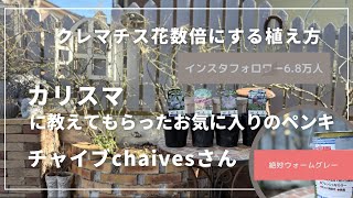 クレマチス花数倍にする植え方/カリスマに教えてもらったお気に入りのペンキ🩶DIY350円の花壇