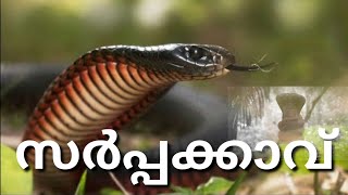 SARPPAKKAVU | സർപ്പക്കാവ്