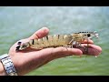 Black Tiger Shrimp Sampling