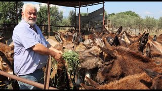 Κτηνοτροφία - Επίσκεψη στο ονοτροφείο του Διογένη Παπλιάκα, στη Νιγρίτα Σερρών