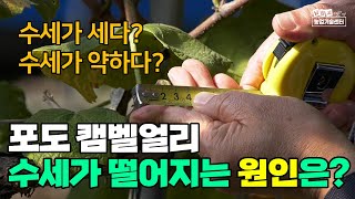 포도재배 캠벨얼리 수세가 떨어지는 원인 수세 확인 및 확보하려면