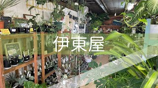 【千葉県船橋】日本一広いダイソーから0分、珍奇/レア植物が揃う駅前ジャングルに嬉しく迷い込んだ｜伊東屋 船橋店 vol.1.0｜前編