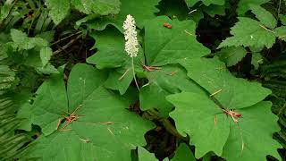 vanilla leaf - Achlys triphylla. Identification and characteristics.