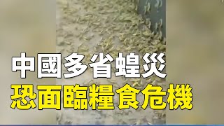 中國多省蝗災 恐面臨糧食危機 湖北襄陽、雲南普洱、廣西桂林、湖南永州等地蝗蟲鋪滿地面 漫天飛舞 #天災人禍| #大紀元新聞網