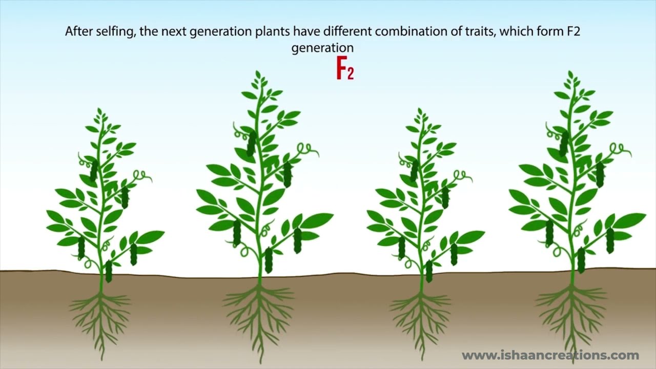 Conventional Plant Breeding (Video -1) - YouTube