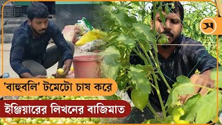 'বাহুবলি' টমেটো চাষ করে টেক্সটাইল ইঞ্জিয়ারের লিখনের বাজিমাত | Baahubali Tomato | Samakal News