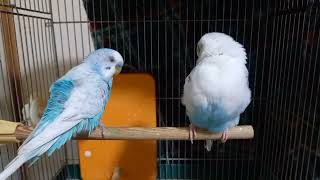 【セキセイインコ】かわいいひばりちゃんとサザエさん日記