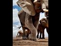 huge elephant elephant elephants cuteanimals youtubeshorts