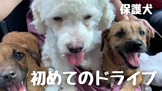 【保護犬】初めてのドライブ🚘チーズ工場へ🧀/Los perritos van de viaje en el coche🐶🐶