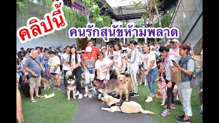 พาลุยงาน Dog Canival 2019 มันสุดๆ คนรักสุนัขห้ามพลาด