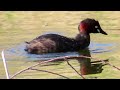 カイツブリ_110_食事_多摩川_little grebe_４k