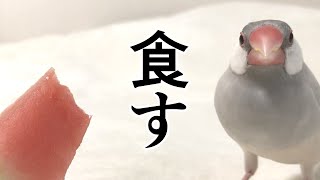 文鳥達にスイカを食べてもらいました