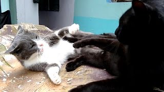 Tuxedo mama cat fighting with her son