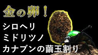 【金の卵！】シロヘリミドリツノカナブンの繭玉割り Dicronorhina derbyana ssp. 【Part7：2016 有紋無紋緑系 羽化 掘り出し編】