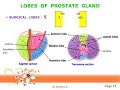 prostate gland