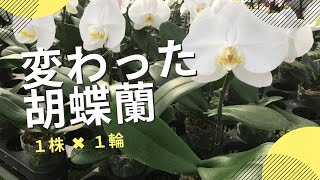 変わった胡蝶蘭を発見【１株に１輪でコンパクト】