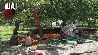 Drying apricot at Khyber Gojal Hunza