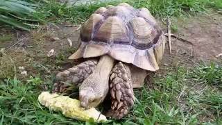 Albert the African Tortoise Meal Time