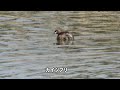 30秒の心象風景13625・カモと共に～カイツブリ～