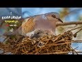 استيطان طائر القمري ( قميري ) في السعودية - Turtur bird settled in Saudi Arabia