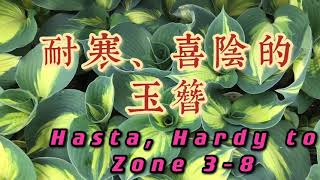 耐寒、喜阴的玉簪Hosta Hardy to Zone 3-8