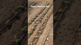 Progress!  Slow but steady spring!💐🍅🌻. #lavender #cutflowers #marketgardening