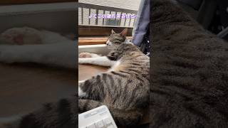 猫様は平気なのか？#cat #保護猫 #保護動画 #猫 #shorts #short