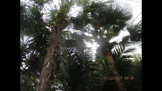 Mature Trachycarpus Nova palms on Vancouver Island