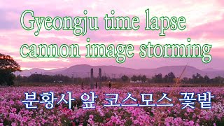 경주가을풍경여행 코스모스   분황사 앞 황룡사지 코스모스   Gyeongju time lapse