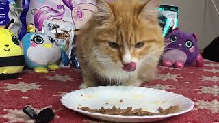 Kitten Zayka eating wet food Purina Perfect fit CAT ASMR 🐱 102