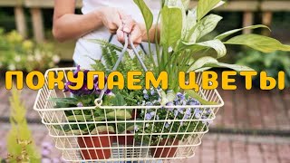 Где можно купить комнатные цветы в горшках