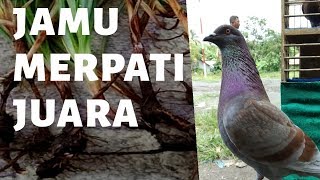 Cara Menggiringkan Burung Merpati Dara Agar Giring Keras Keket