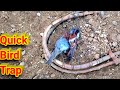 Awesome Life Hacks And Creative Ideas | How To Make Easy Bird Trap Out Of Stick| How To Catch A Bird