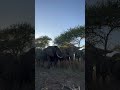 The Dramatic Moment Elephant Bull, Fishan Chases After Kumbura