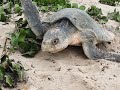 Let's Talk Turtles Live! Episode 27: Nesting Update