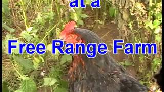 AIRGUN RATTING AT A FREE RANGE FARM