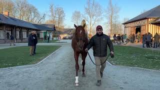 Route des Étalons 2023 : Galileo Gold au Haras de Bouquetot avec Sébastien Desmontils