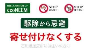 ネズミやハクビシンでお困りの石川県加賀市の方へ｜置くだけで撃退するニームが主成分の天然忌避香