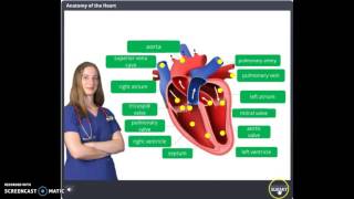 Anatomy of the Heart: Drag and Drop Activity