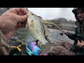 crappie have arrived center hill dam