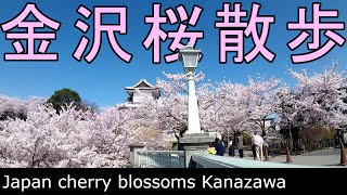 Cherry blossoms in Japan Kanazawa Castle in spring. Travel, sightseeing, Sakura, Kenrokuen Garden,