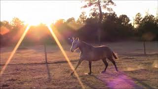 Lucero 2014 PRE Pure Spanish Mare  Cardenas Bloodlines