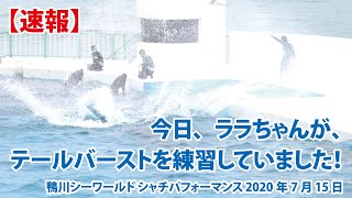 【速報】テールバーストを練習していました【2020年7月15日　鴨川シーワールド　シャチパフォーマンス】Killer whale performance, Kamogawa Sea World,