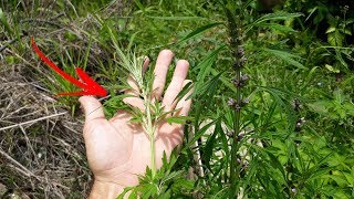 Esta Planta é INCRÍVEL CURA quase TUDO (conheça o Macaé)