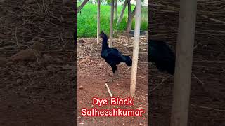 @DyeblackSatheeshkumar #kattuseval #rooster #agriculture #sandaikozhi #dyeblack #reels #instagram