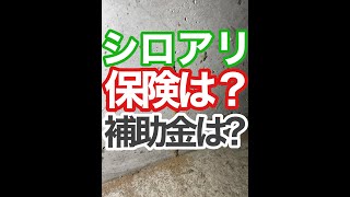 シロアリ駆除に補助金は出る？保険は適用される？について解説！