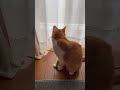 【カーテンに爪が引っかかった猫】 ねこ動画 ねこ 保護猫 cat レスキュー