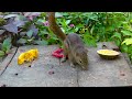 cat tv beautiful birds and squirrels in nature to delight your feline